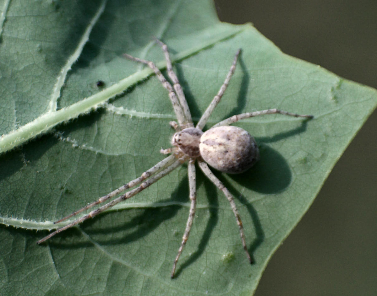 Philodromus - Lesmo (MB)